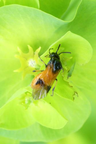 Arge cyanocrocea